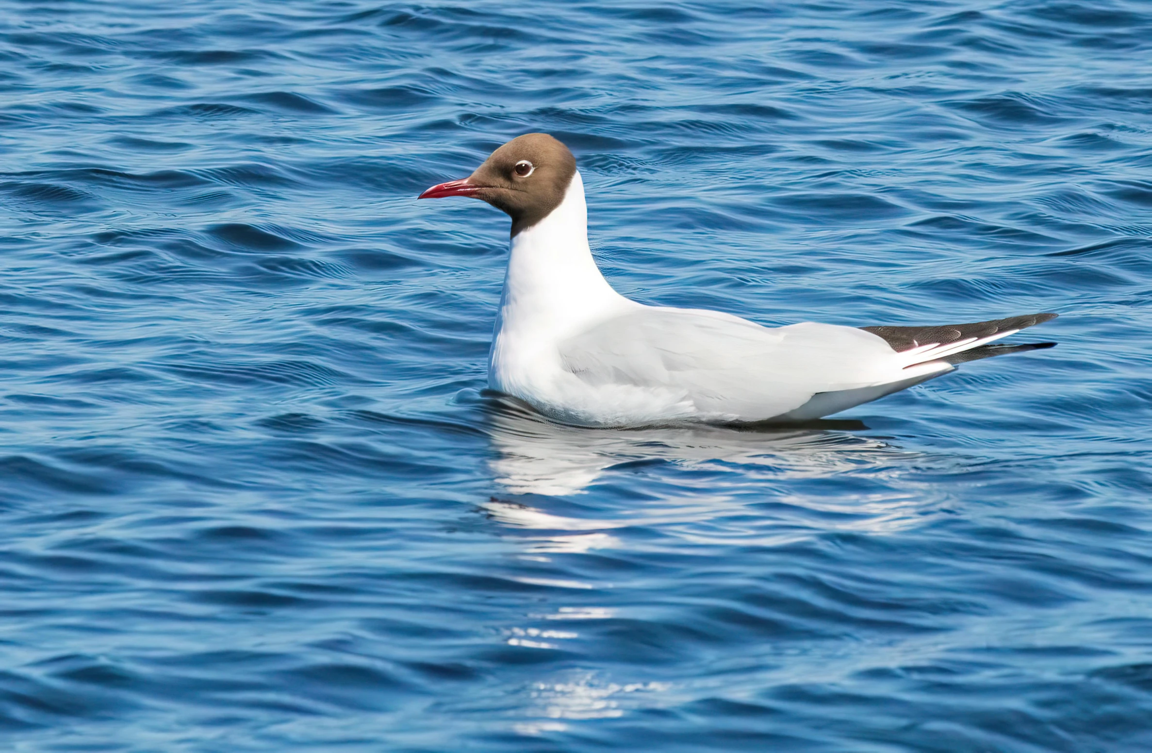 a duck sitting on top of the blue water