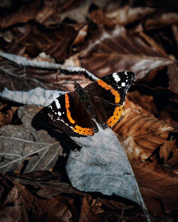 a orange and black erfly sitting on top of leaf