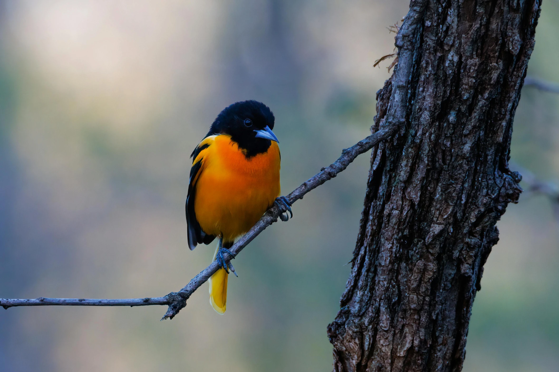 a small bird sitting on the nch of a tree