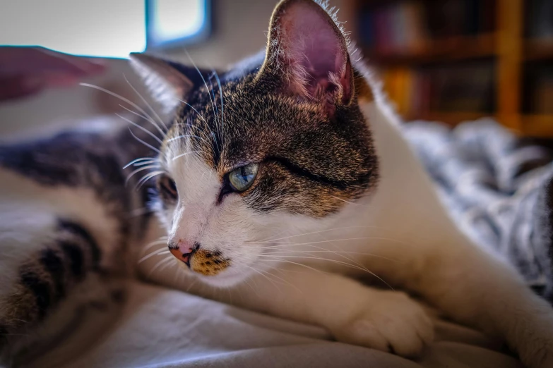 a cat that is sitting on the bed