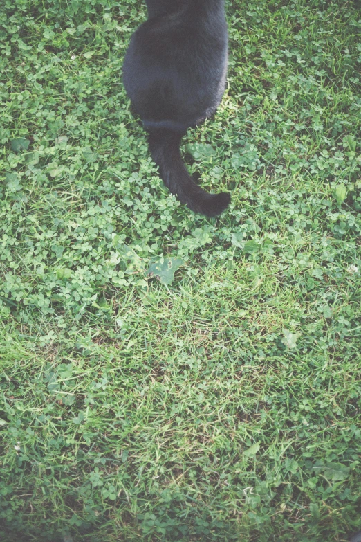 a black cat sitting on top of grass