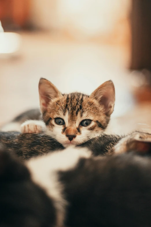 a kitten laying down looking at the camera