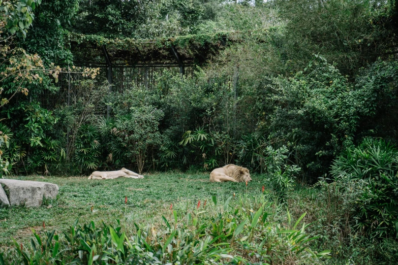 a herd of lions laying in the forest