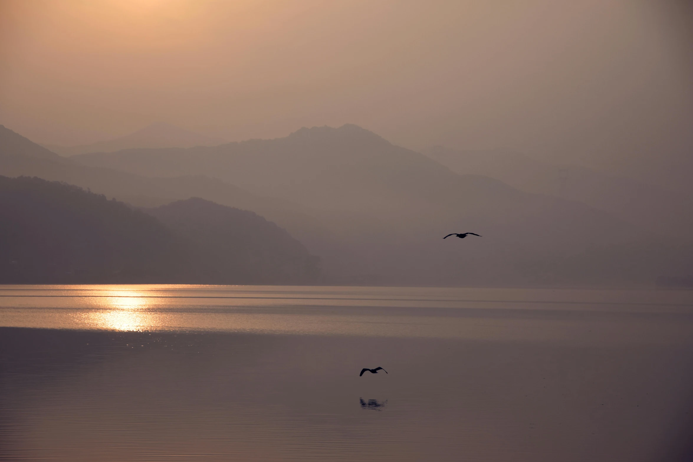 birds flying over a lake during the sun