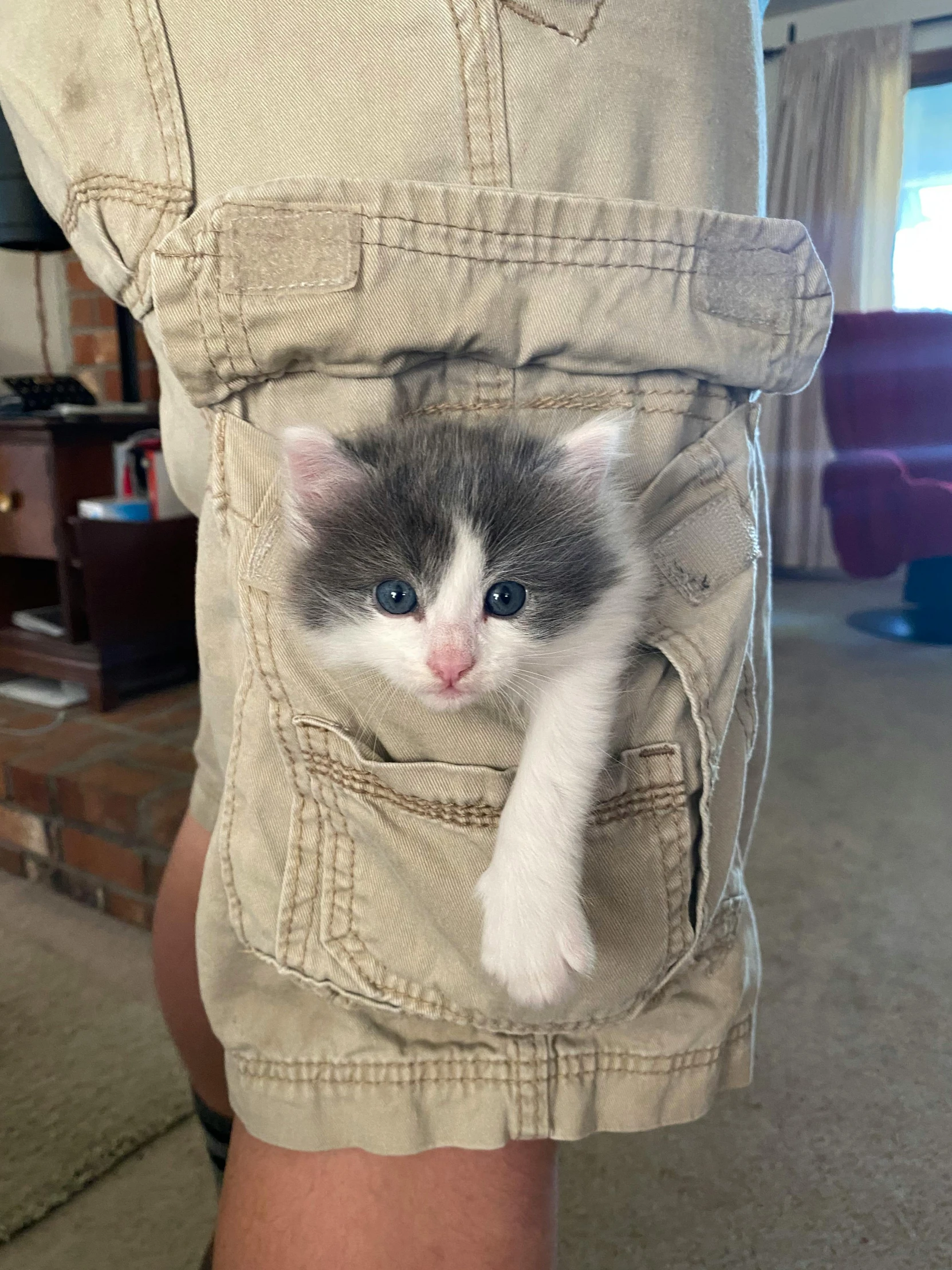 a cat peaking through a pocket of an old man