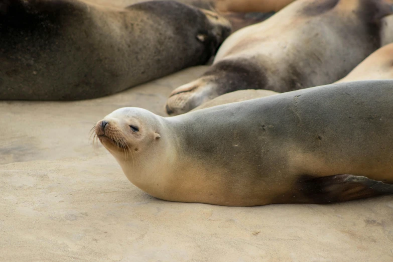 a group of sea lions laying together on sandy ground