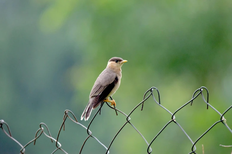 a bird that is sitting on a nch