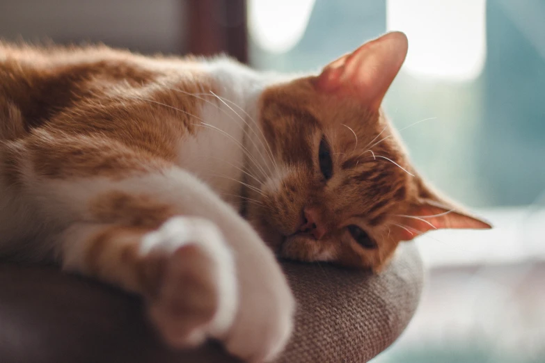 an orange and white cat relaxing on a chair