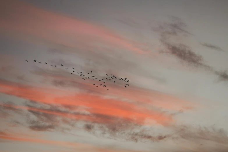 a flock of birds flying under a red sunset