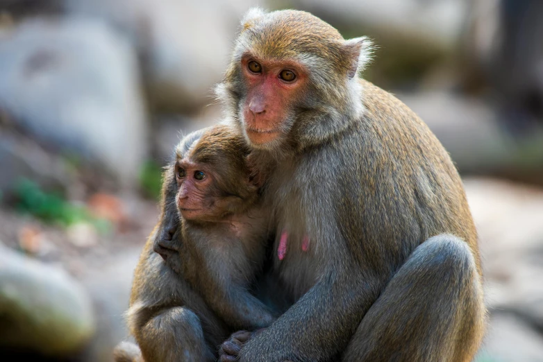 a mother and baby monkey are standing together