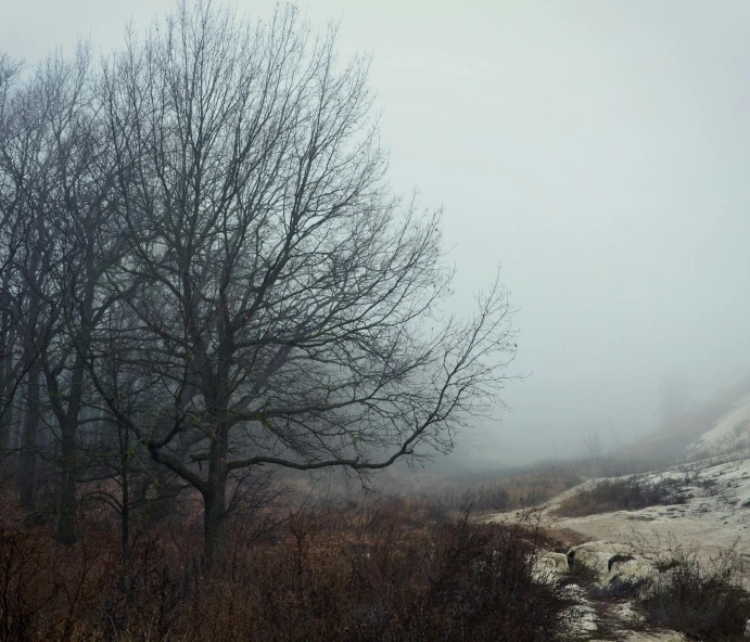 there is a lone bench next to the tree