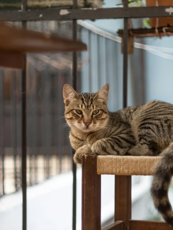 a cat sitting on a chair with its paw resting