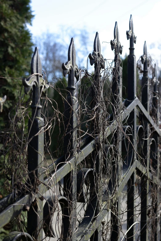 vines grow on the top of this fence