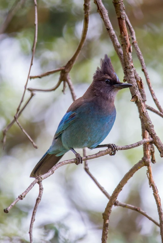 a small blue and black bird sitting on top of a nch