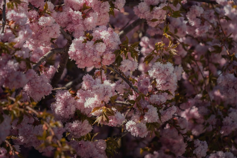 pink blossom on a tree in the sun