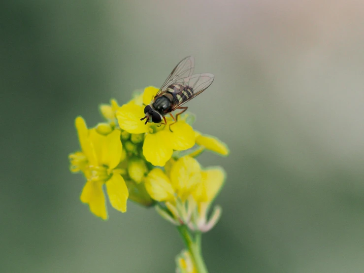 a large fly is sitting on top of a yellow flower