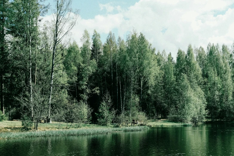 a group of pine trees next to a body of water