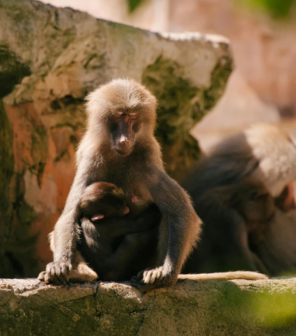 two monkeys are sitting on a rock near rocks