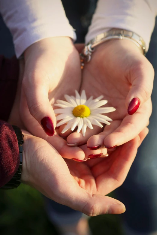 two hands holding small white flower on their palms