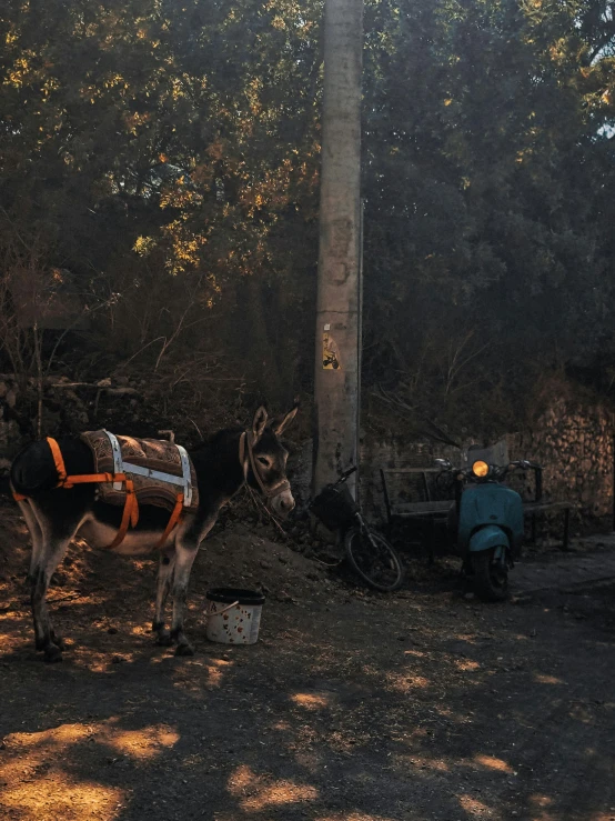 the horse is standing near a tree, and it's head is down