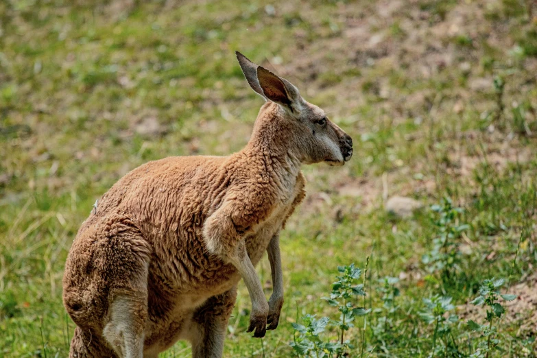 a brown kangaroo is standing in a grassy field