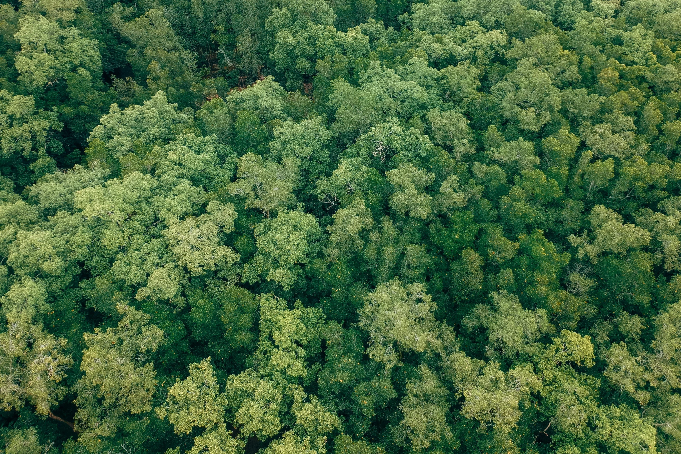 an aerial view of a forest with a few trees in it