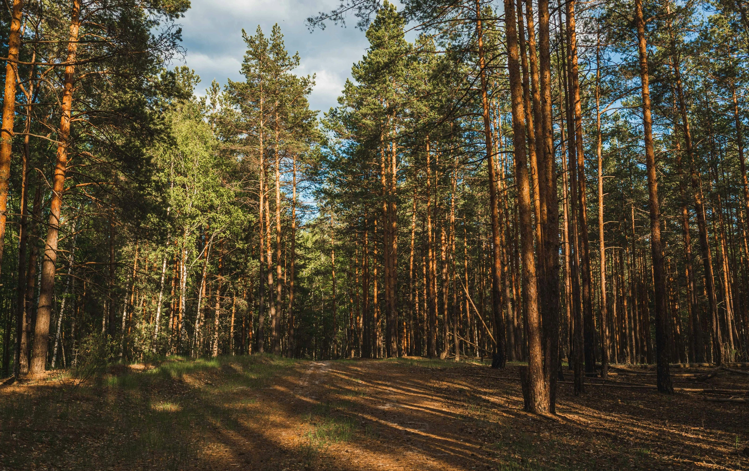 a path in the woods with trees leading up to it