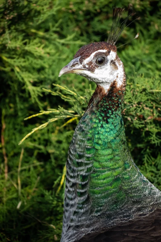 a green and black bird standing on some green plants