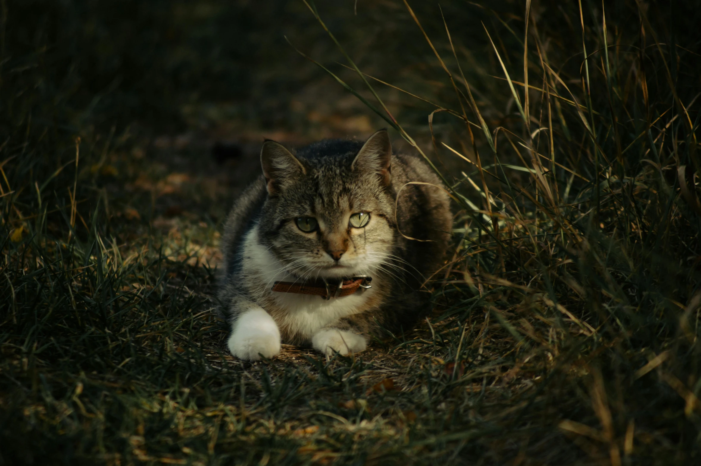 the cat is walking through some tall grass