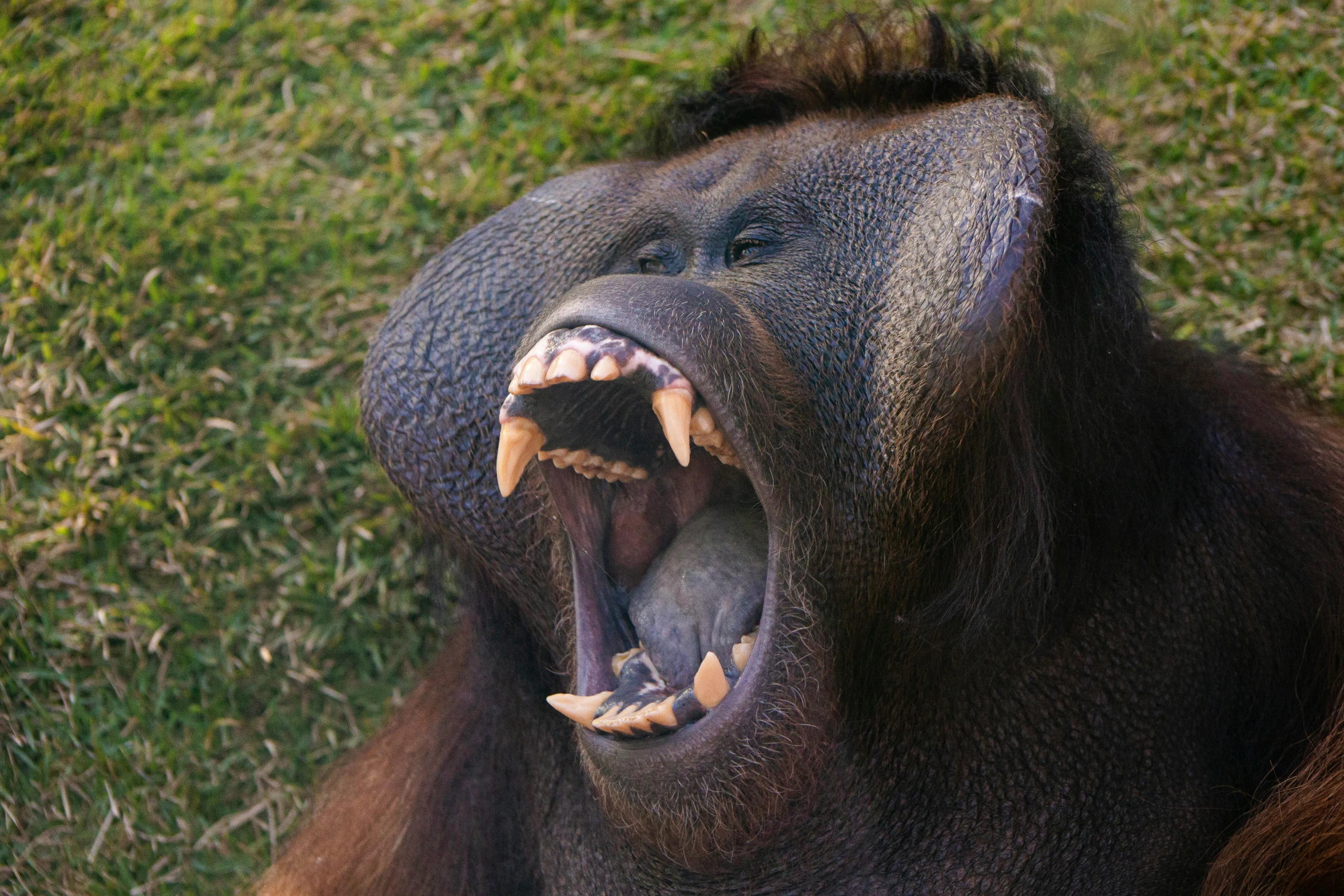 a close up of a big animal yawning