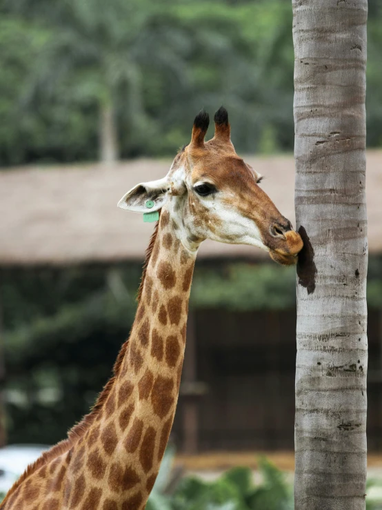 a giraffe standing next to a palm tree