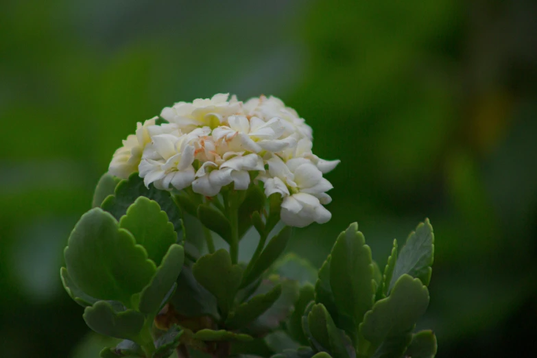 a white flower blooming out of the middle