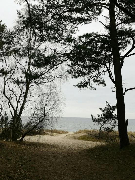 the trees are near to the water and sand