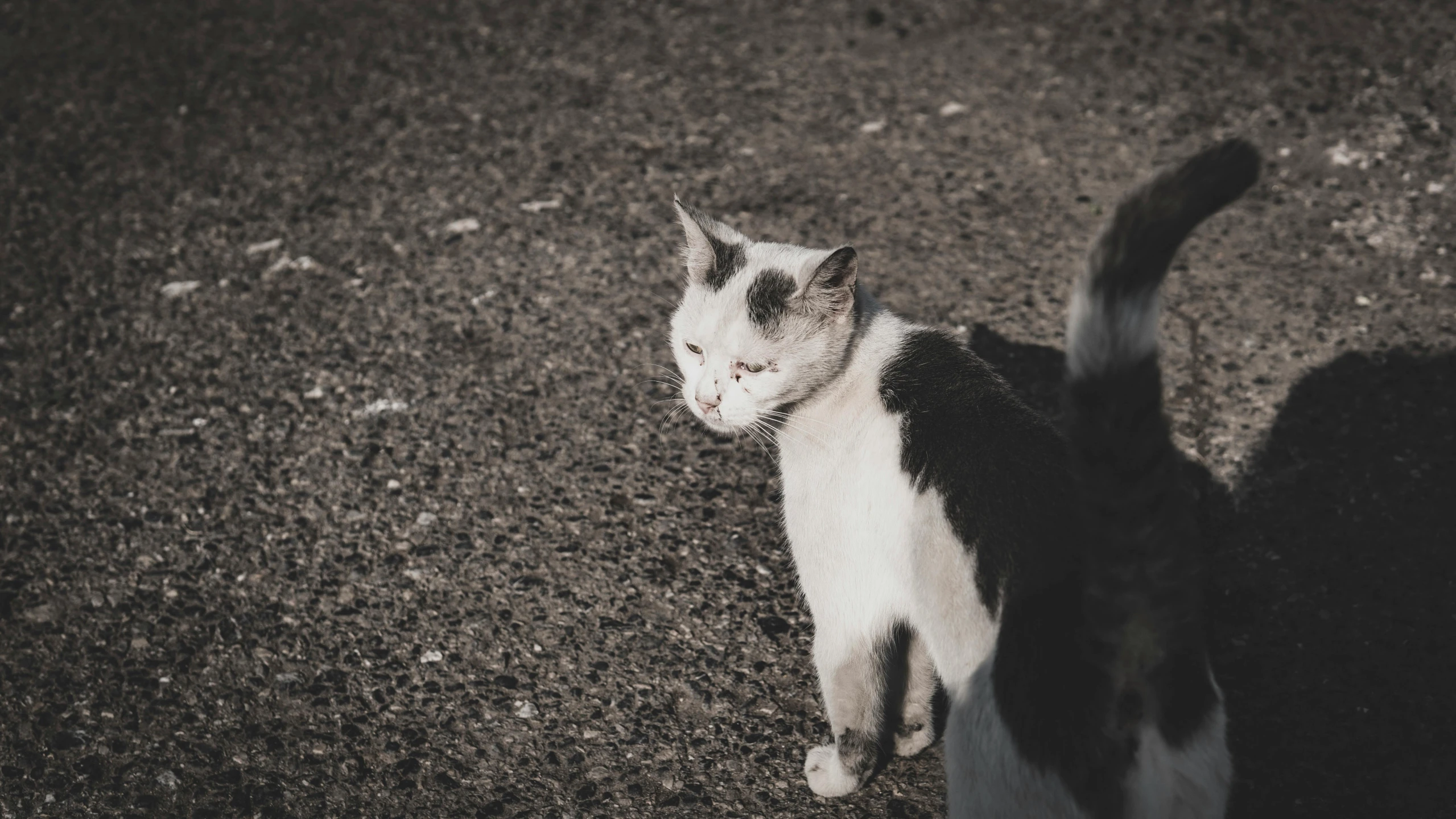a black and white cat on the ground