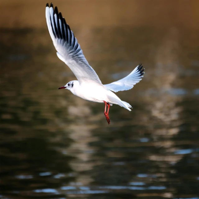 a bird flying over the water with its wings wide open