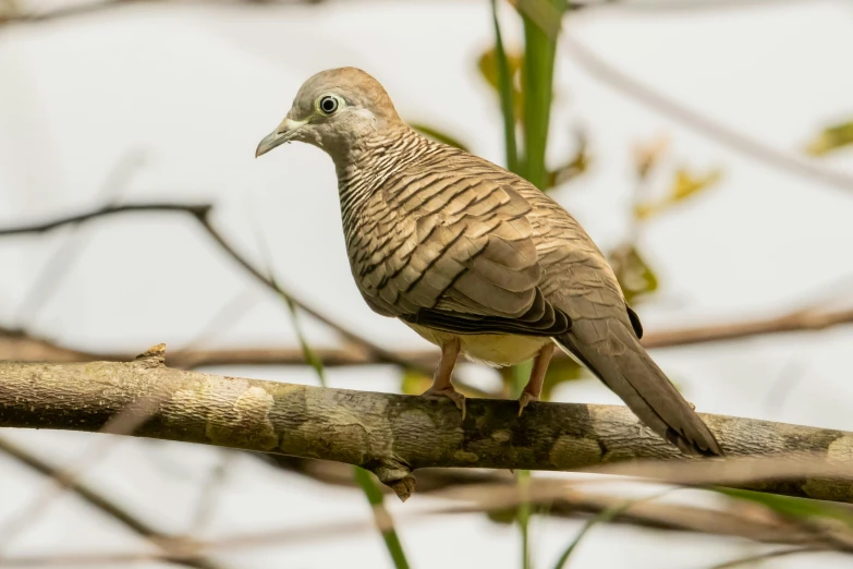 a bird perched on a nch near some nches