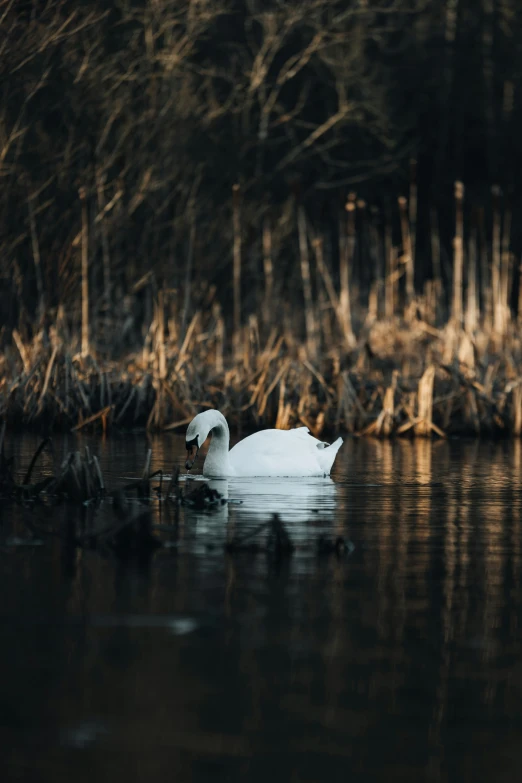 a white swan swimming on a river next to a forest