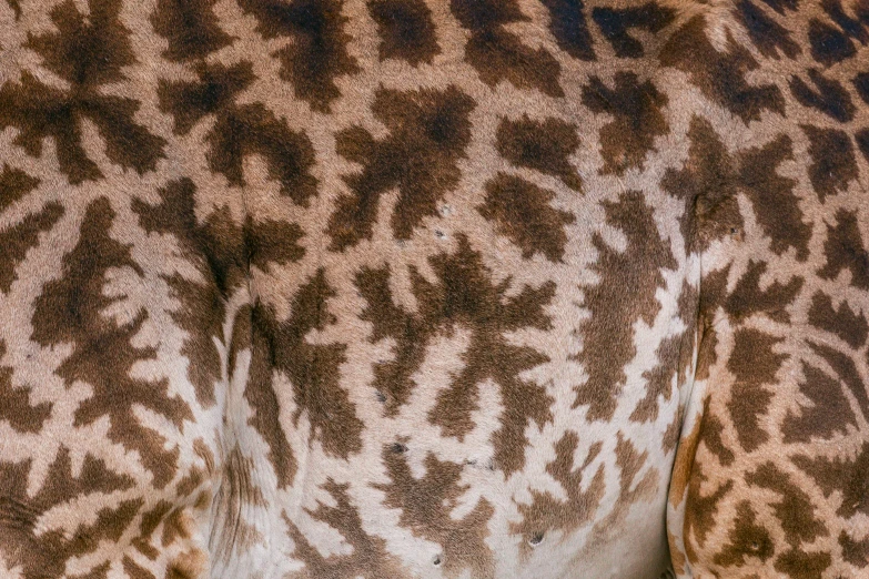 the close up po shows the pattern of the animal