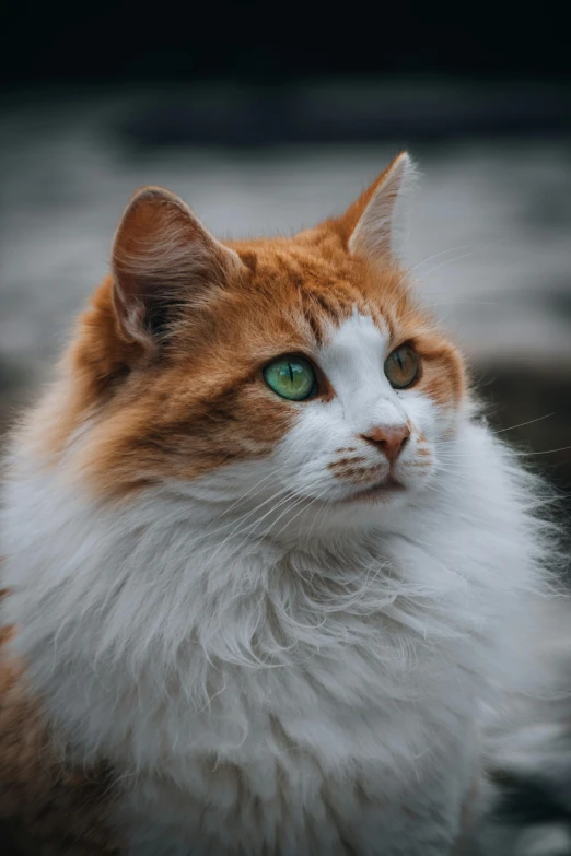 a cat with blue and white markings and green eyes