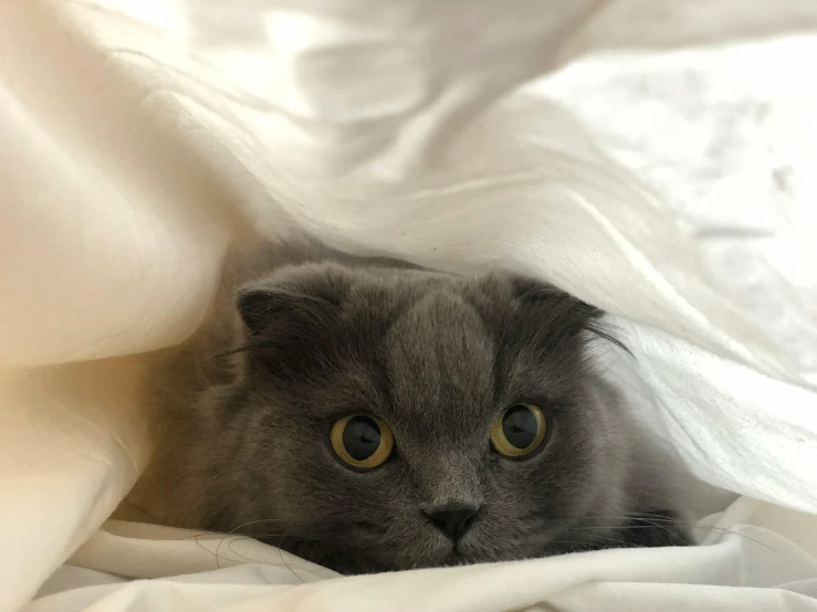 gray cat lying on white sheets peeking out from under the covers