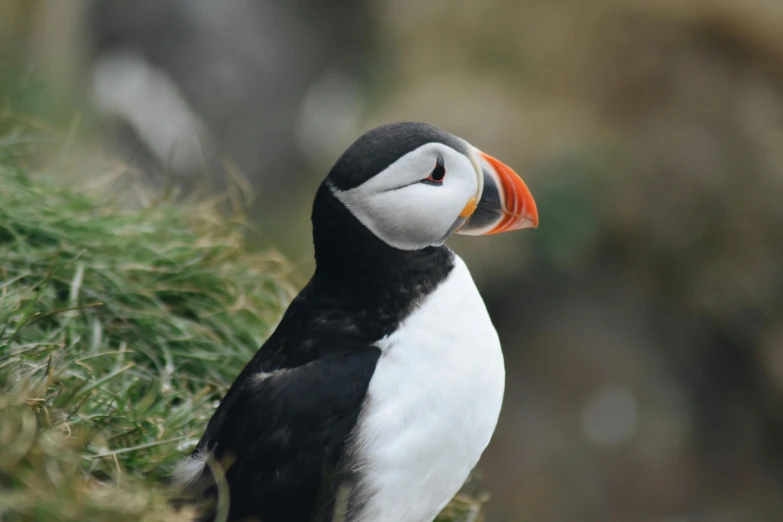 a close up of a bird with an orange beak