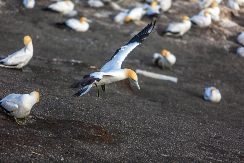 a number of seagulls on a beach near one another