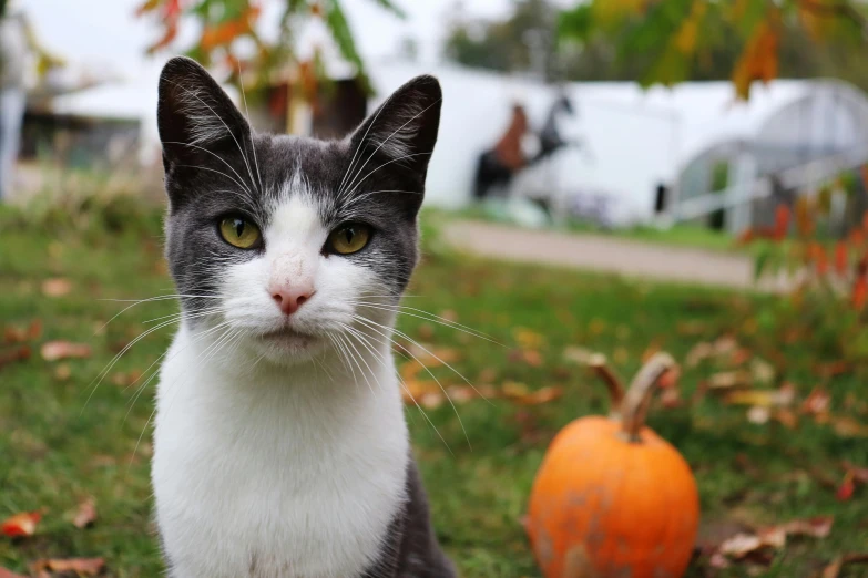 a black and white cat sits beside a pumpkin