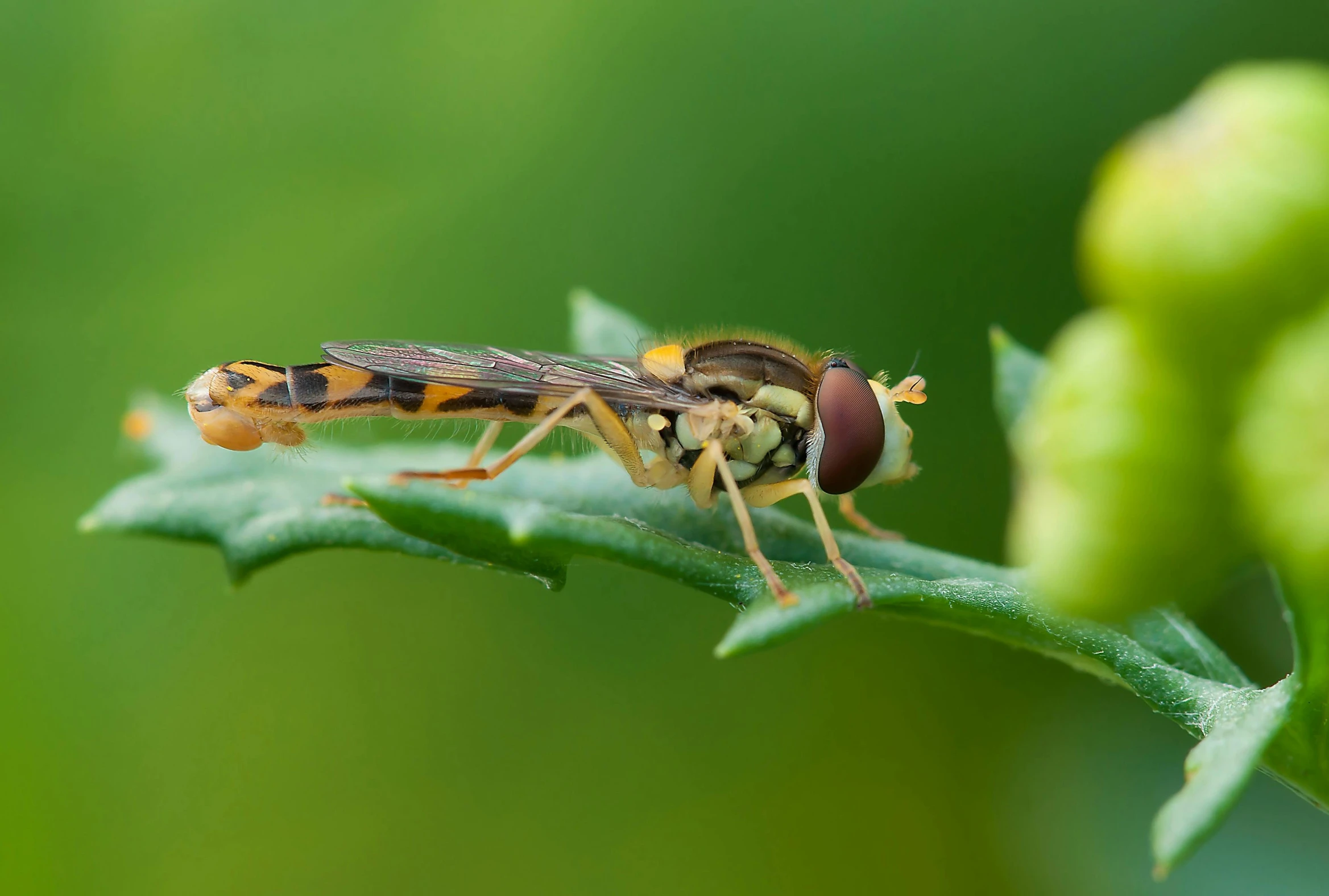 an insect resting on a flower stem next to another