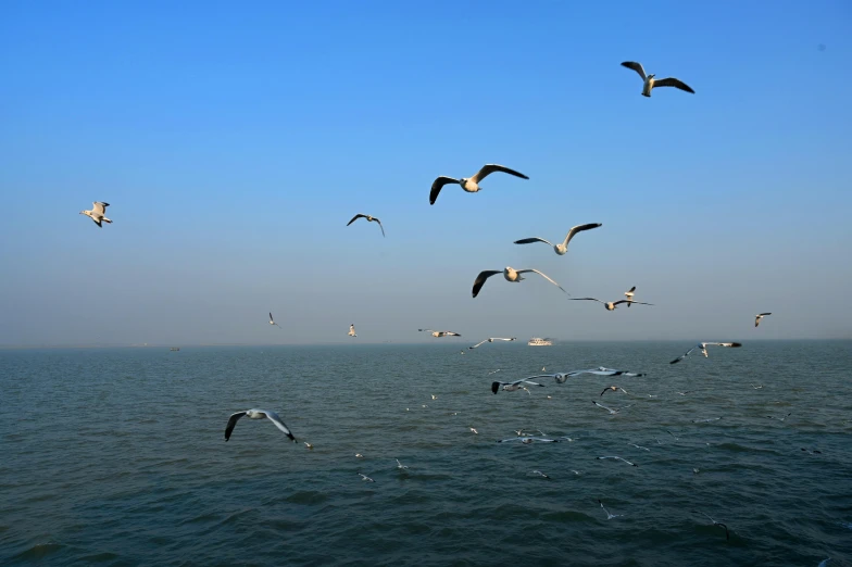 many seagulls flying over the water near each other