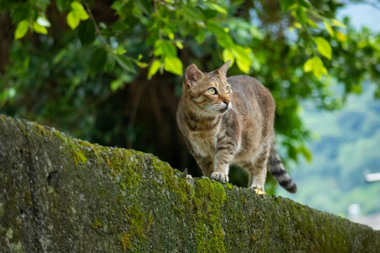 a cat walking across the side of a road