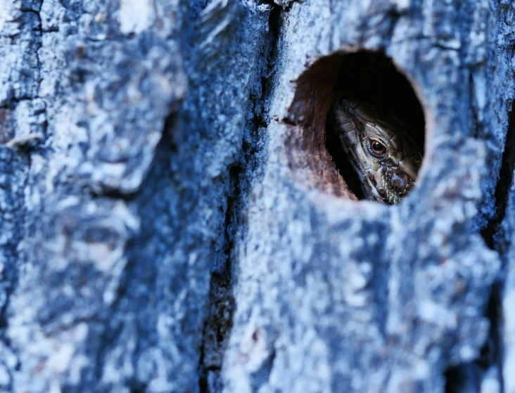a lizard peeking out of a hole in a tree