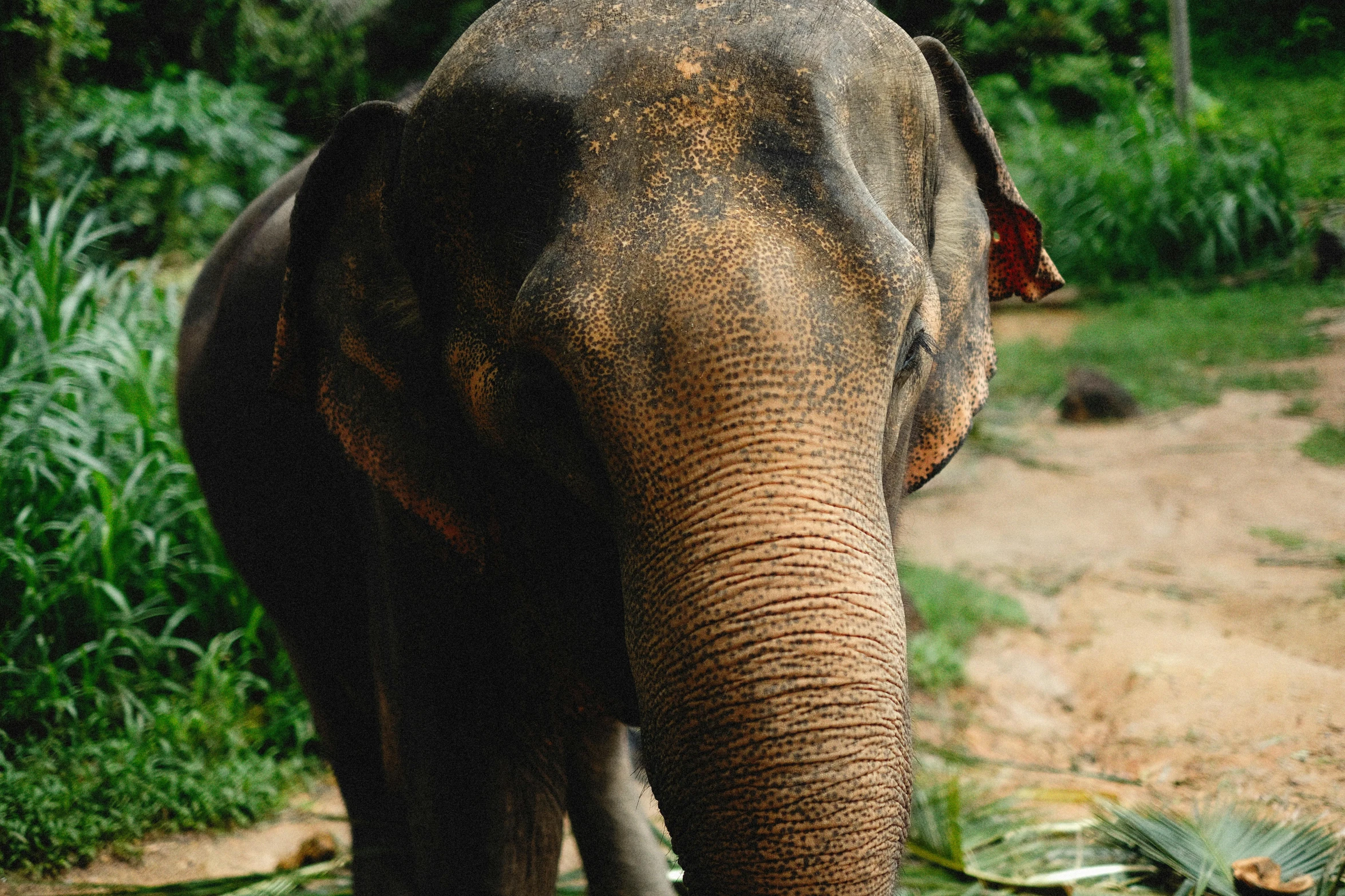 an elephant standing in front of some bushes and a dirt path