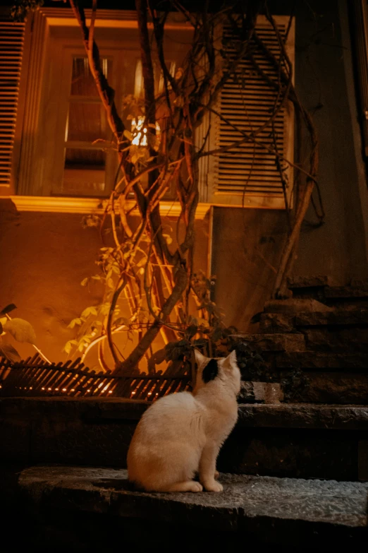 a white cat sitting in front of a window and vines