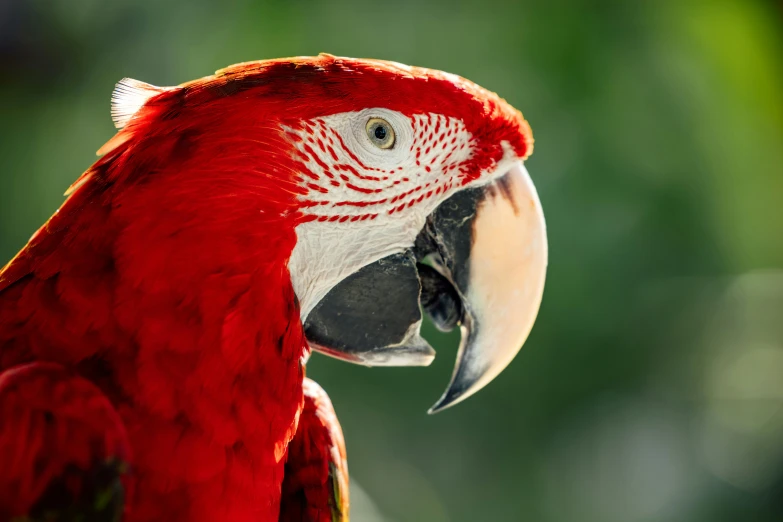 closeup of a red parrot face looking directly